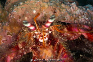 Hermit crab
(Canon macro 60mm,1/200,f/18,iso200) by Antonio Venturelli 
